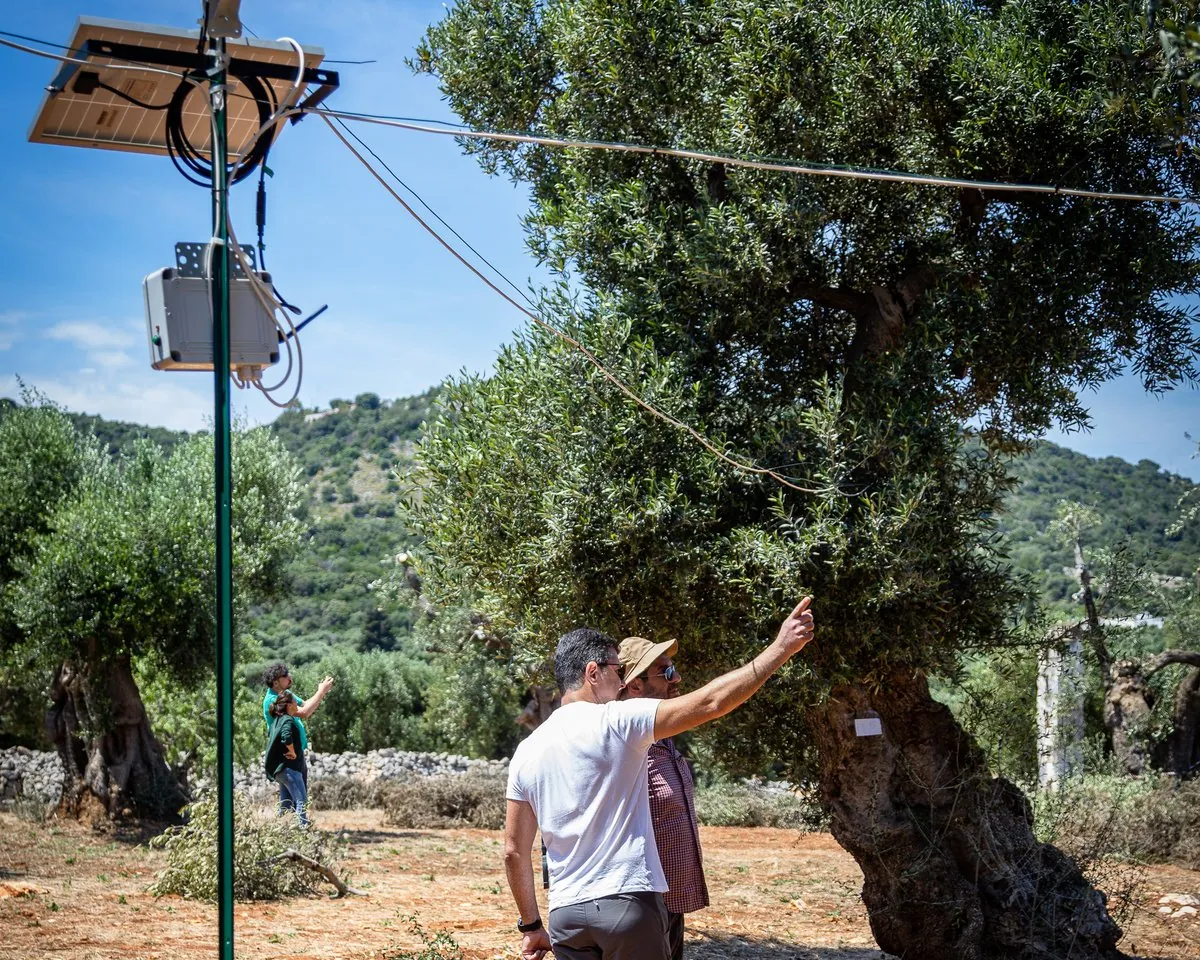 Researchers conducting biodiversity monitoring beside a monumental olive tree with solar-powered sensor station in the grove, Puglia