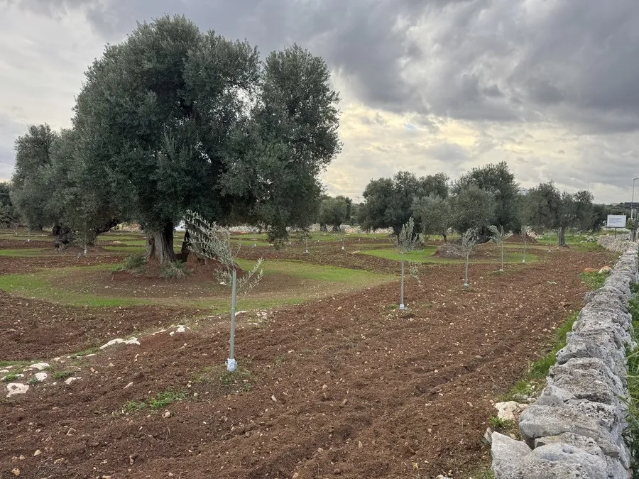 New olive saplings planted among ancient monumental trees with fresh tilled soil, Ostuni