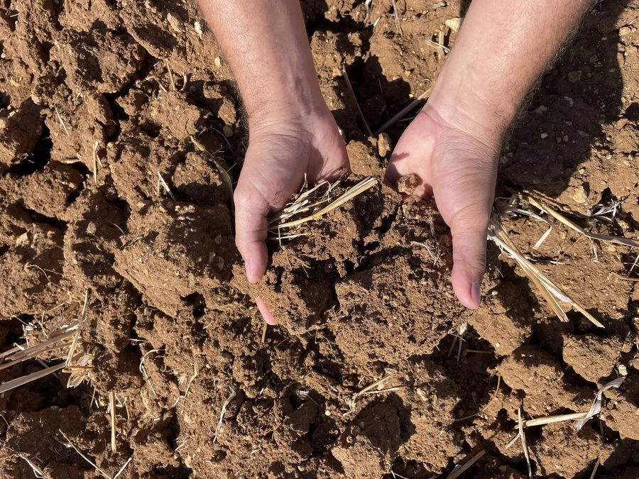 Hands cradling red terra rossa soil with dry straw, close-up showing the rich earth that sustains Puglia's ancient olive groves