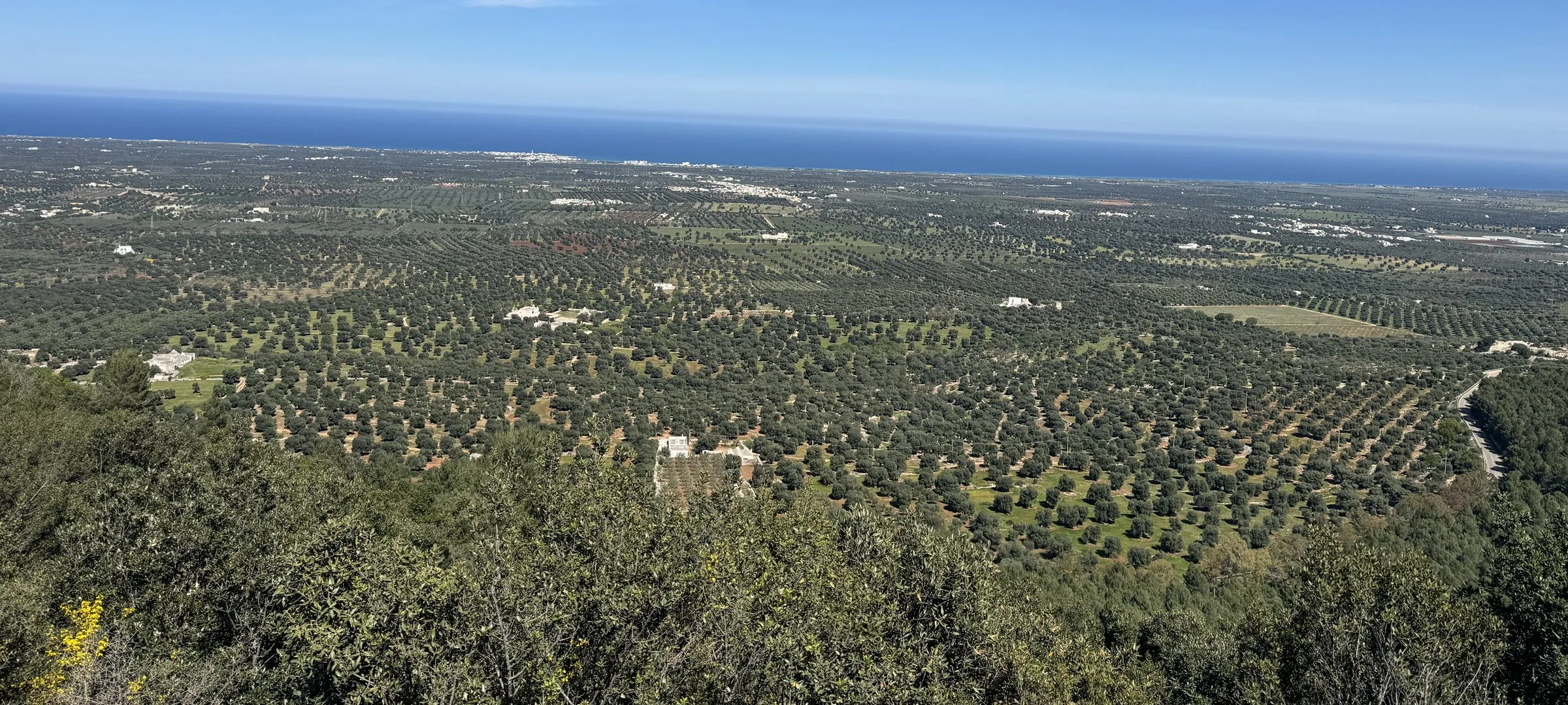 Elevated view of endless olive groves stretching to the Adriatic, Piana degli Ulivi Monumentali