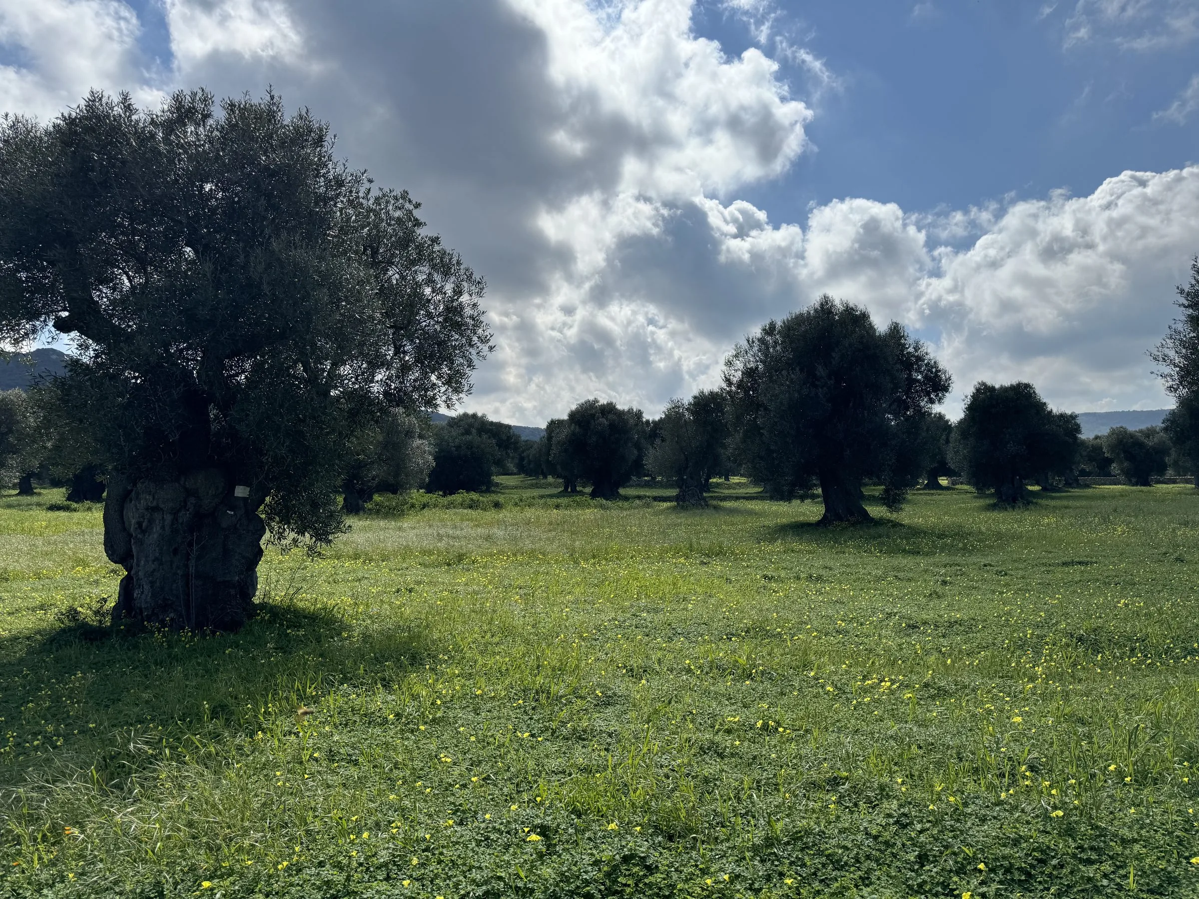 Monumental olive tree with sculpted trunk in wildflower meadow under dramatic clouds, Puglia