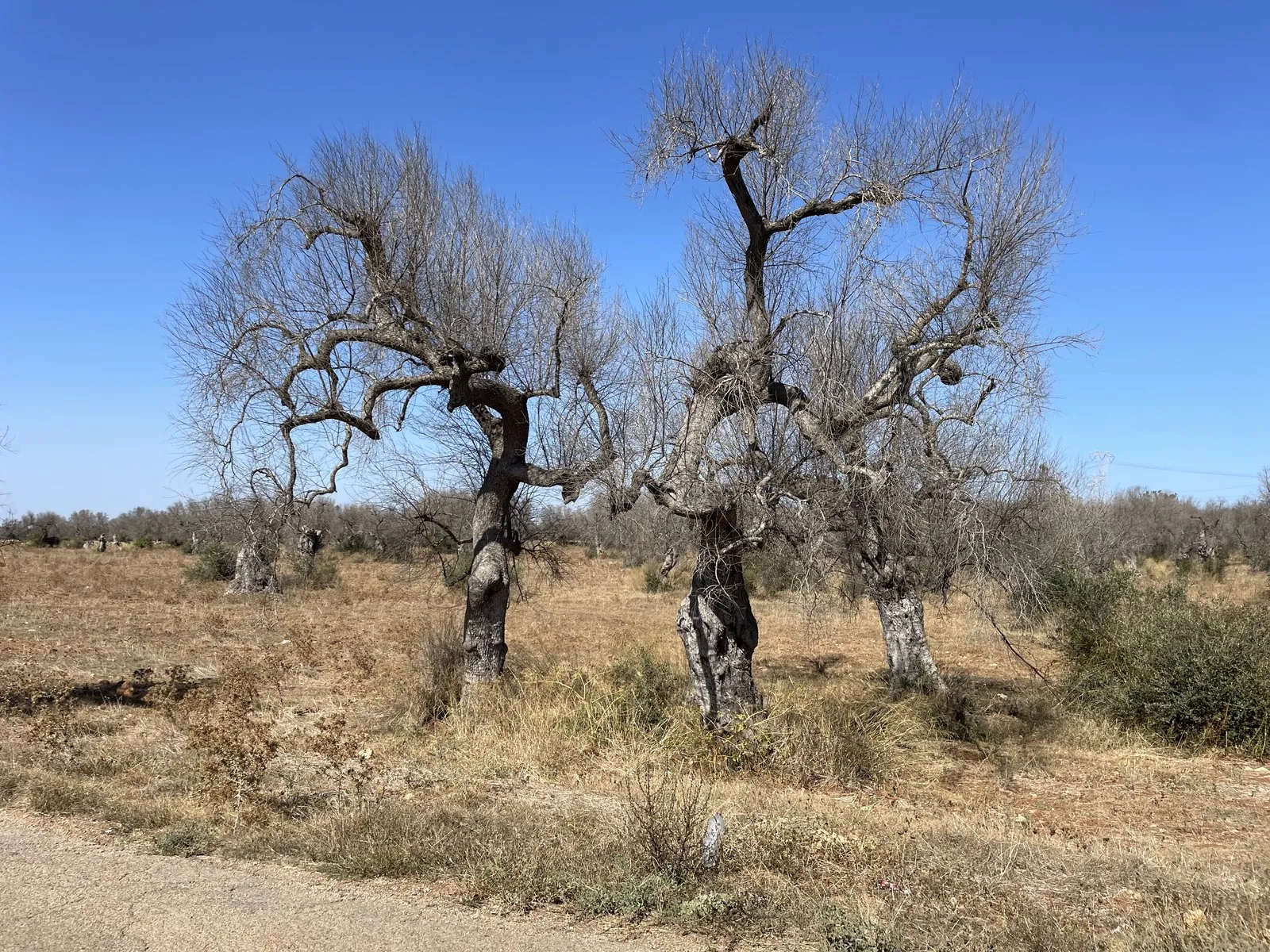 Skeletal olive trees killed by Xylella fastidiosa standing on dry barren earth under blue sky, Salento