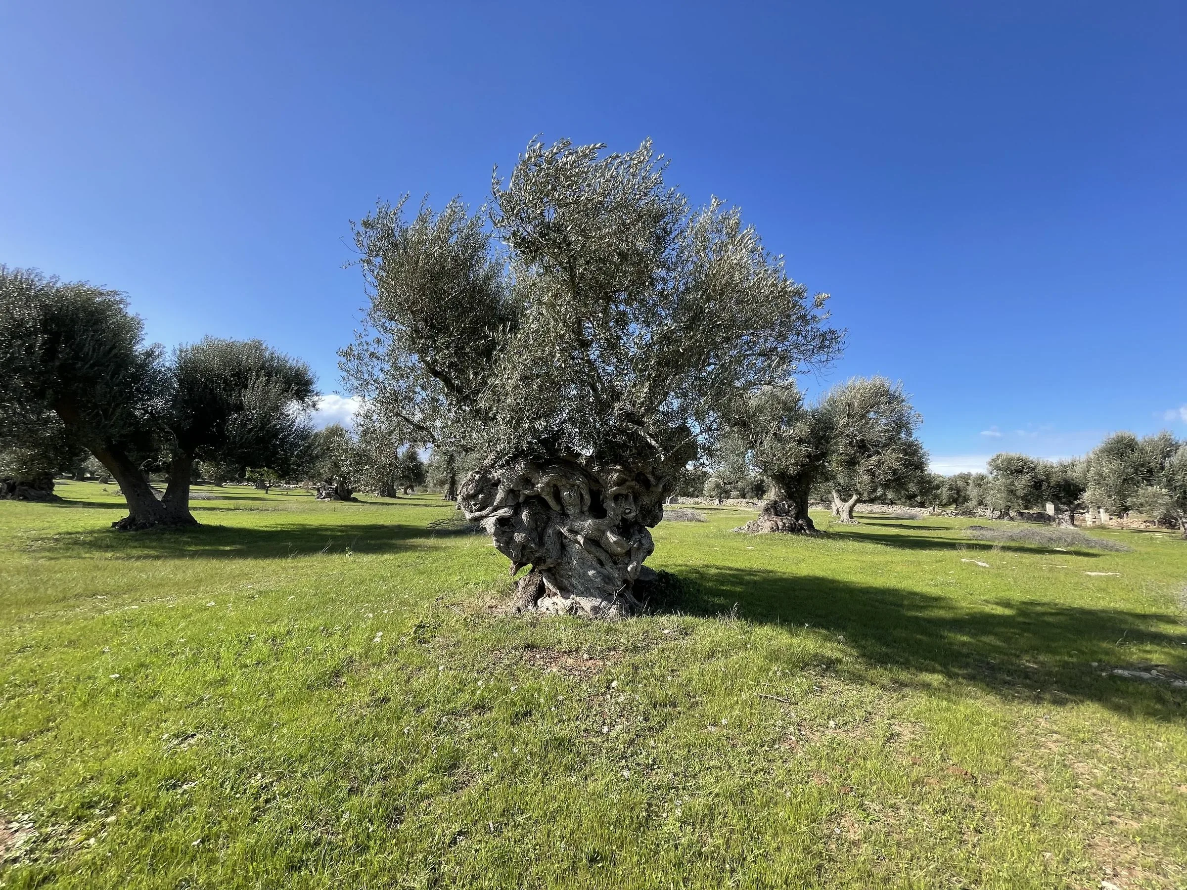 Single majestic monumental olive tree in green field under blue sky with grove behind, Maruggio