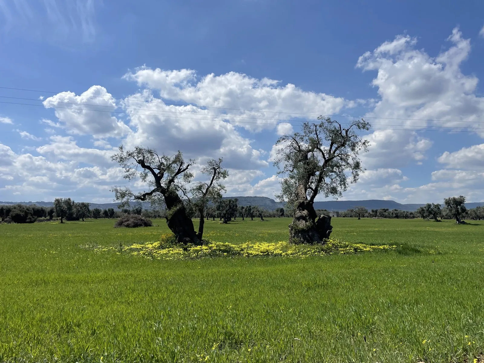 Two monumental olive trees standing in green field with yellow wildflowers, hills in distance, Puglia