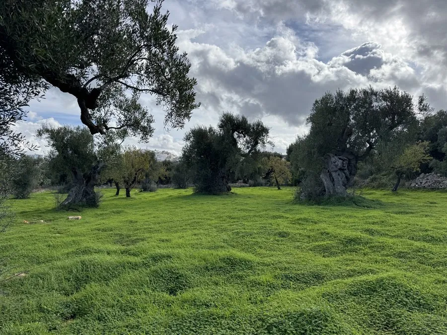 Monumental olive trees on vivid green grass under dramatic storm clouds, Puglia