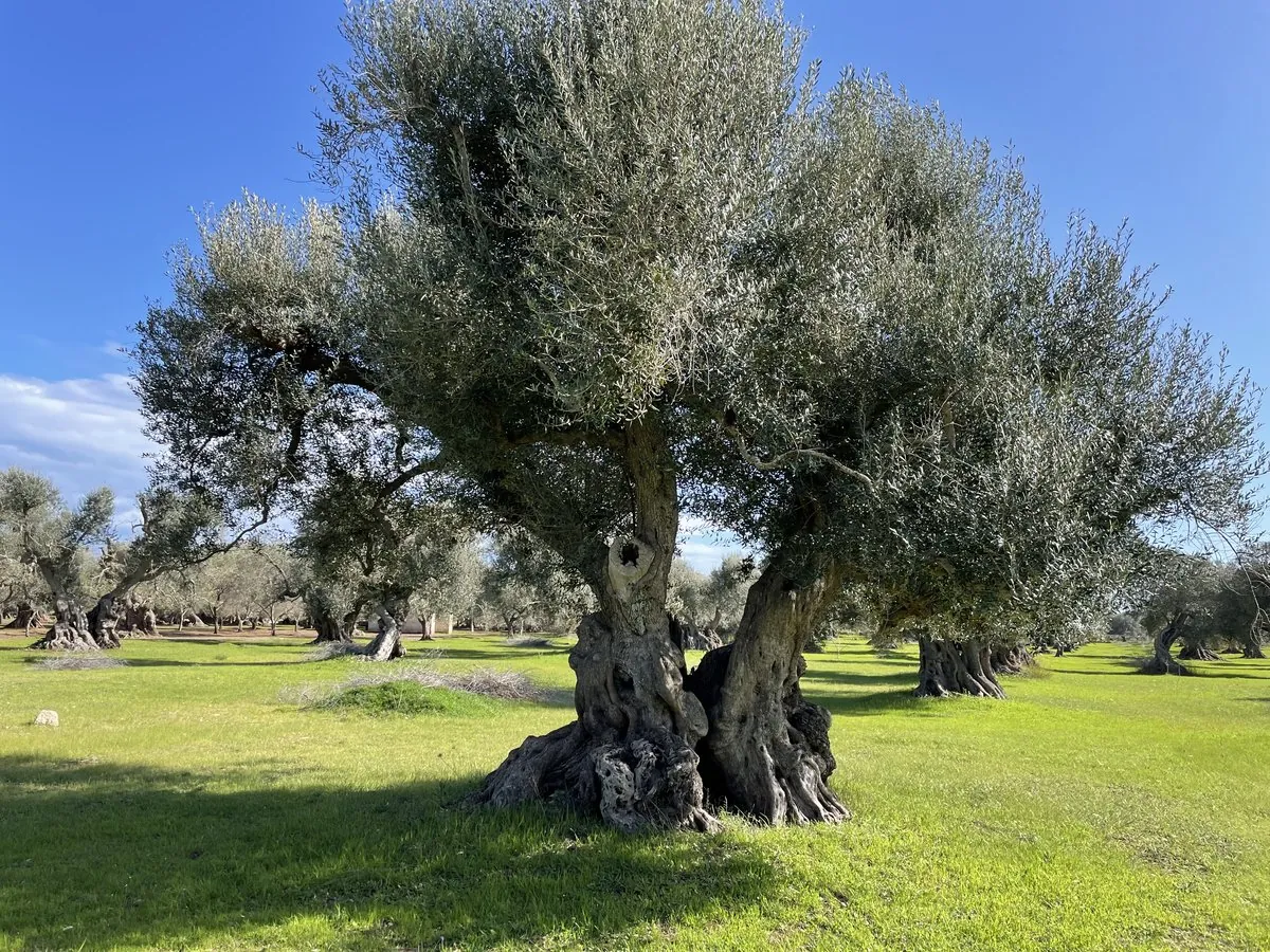 Monumental olive tree with split V-shaped trunk in green meadow, Maruggio
