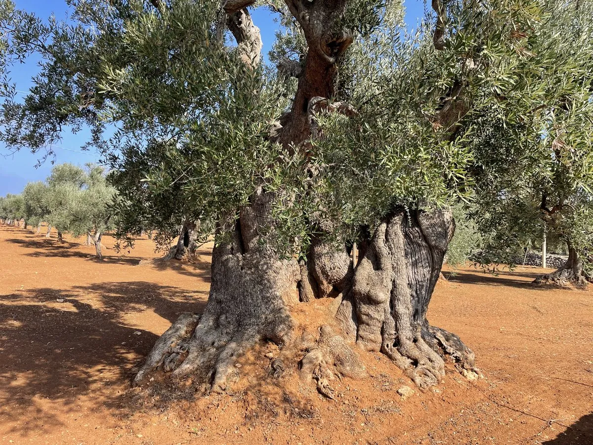 Massive ancient olive trunk with gnarled bark on red terra rossa earth, Puglia