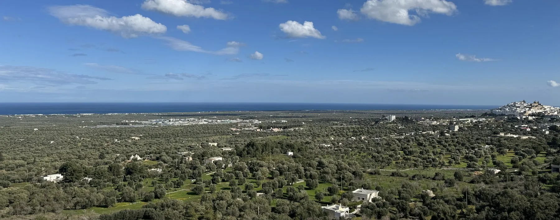 Aerial panorama of the Piana degli Ulivi Monumentali with olive groves stretching to the Adriatic Sea